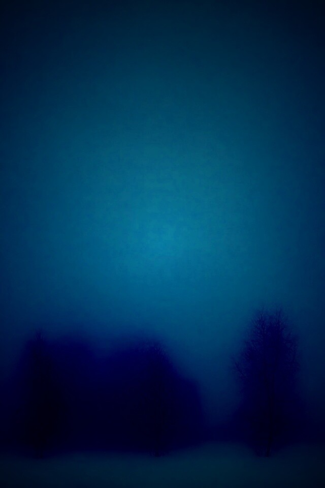 Деревья в тумане обои