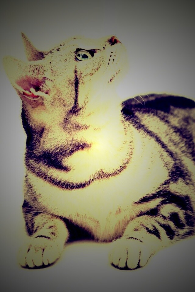 Котэ смотрит наверх обои