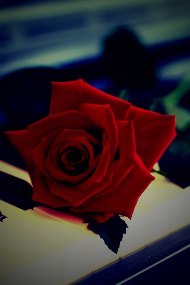 Роза на клавишах пианино обои