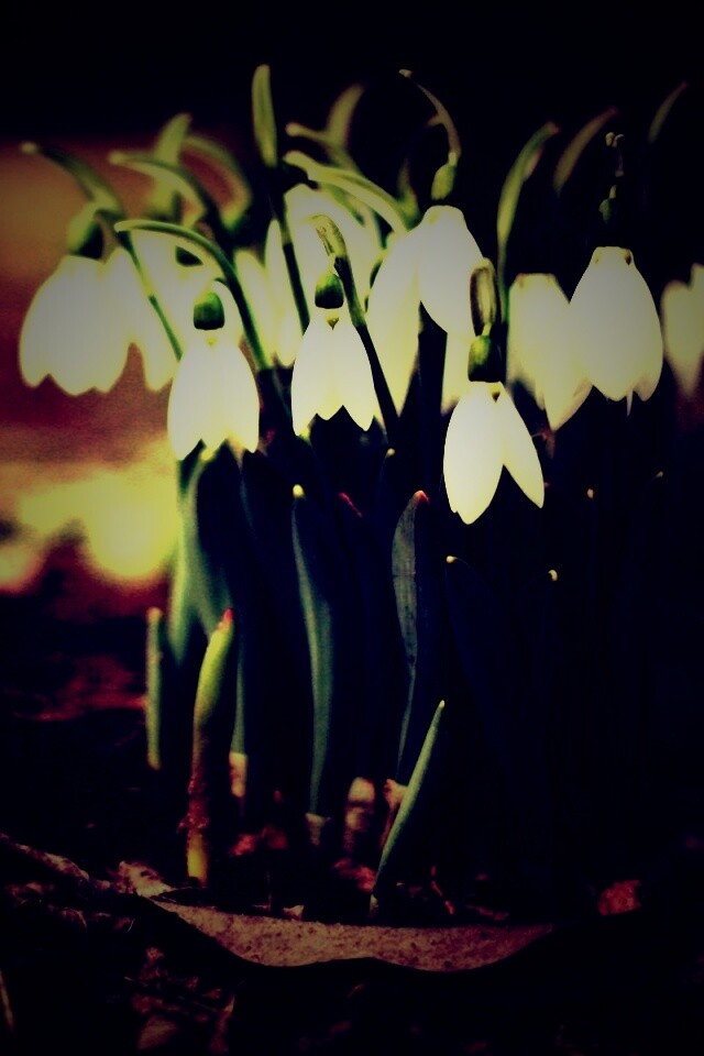 Подснежники - весенние цветы обои