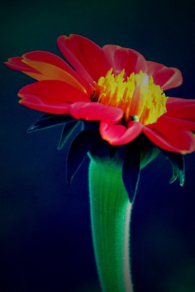 Красивый красный цветок обои