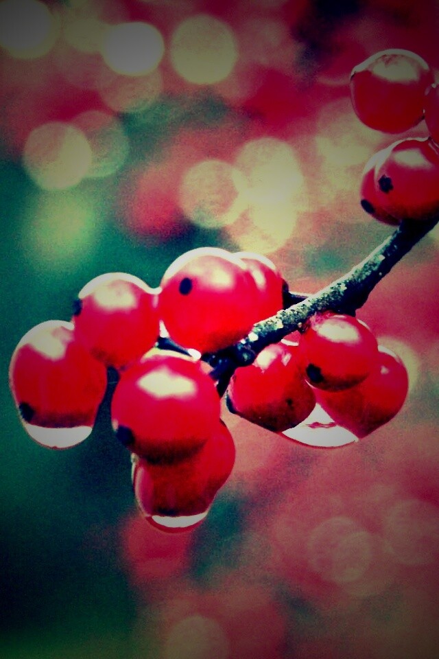 Капли росы на ягодах рябины обои