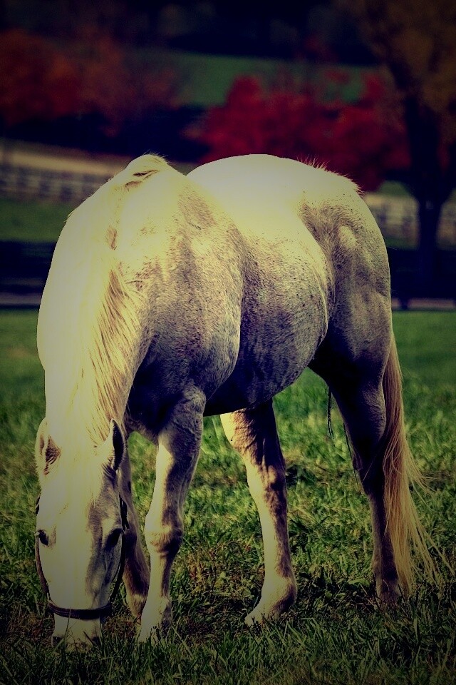 Красивая белая лошадь обои