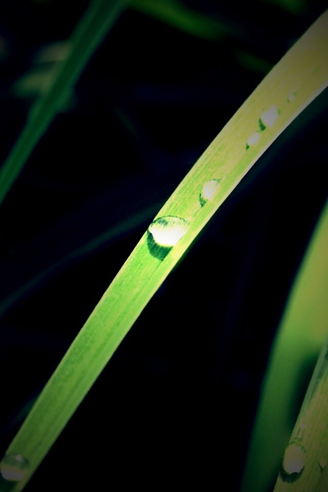 Капли росы на траве обои