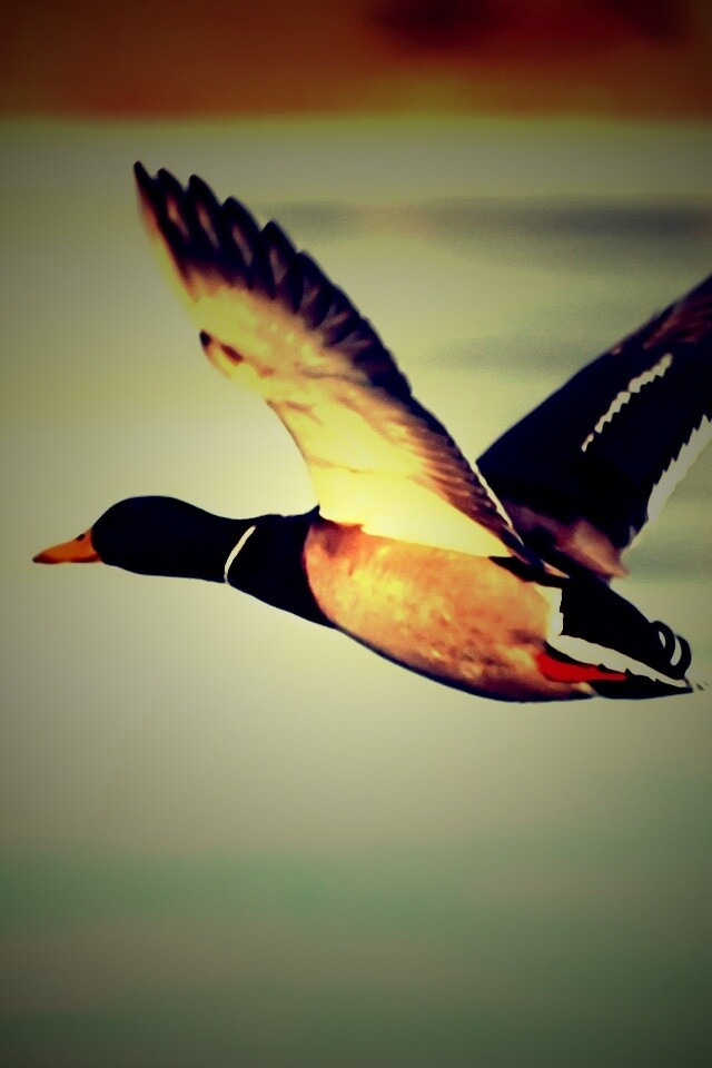 Полёт утки обои