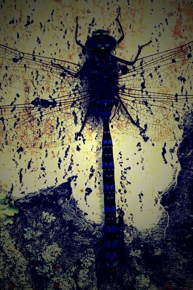 Стрекоза на дереве обои