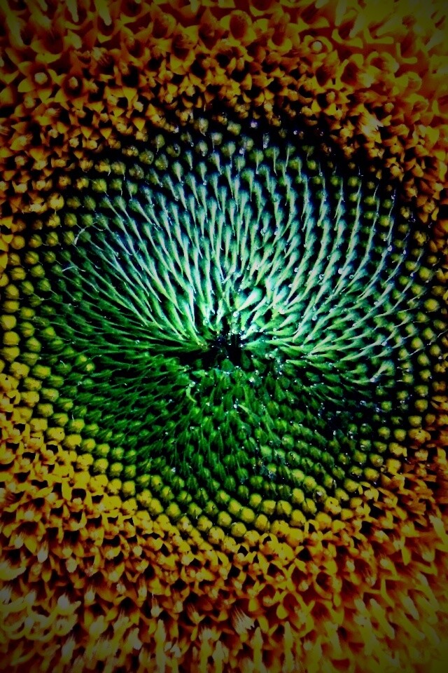 Недозревший подсолнух обои