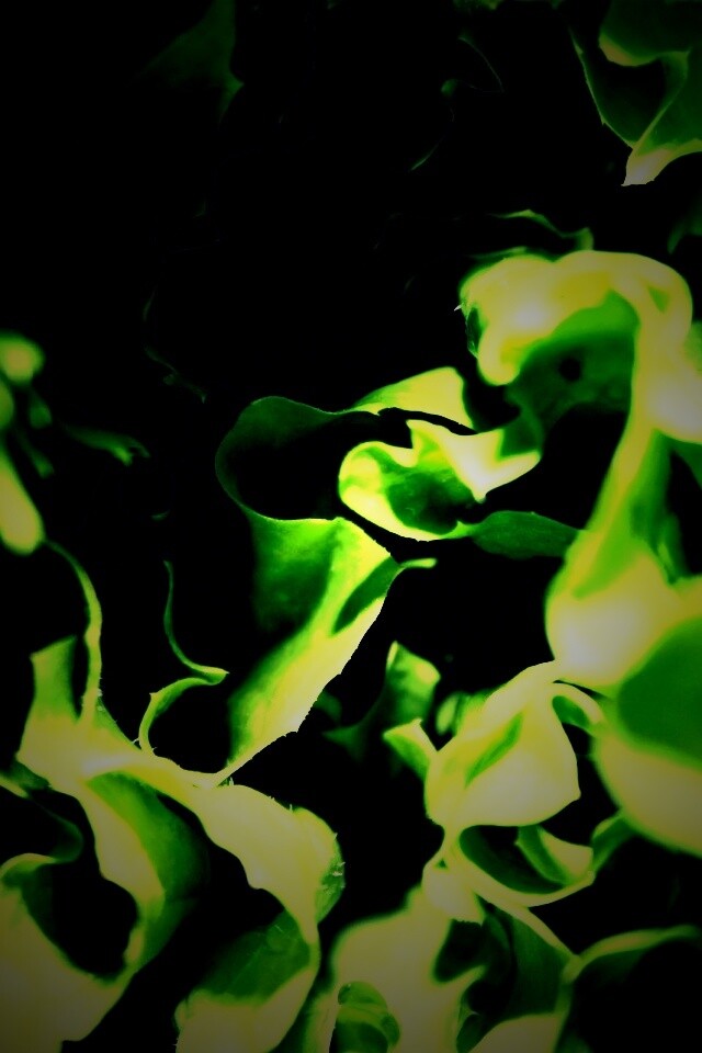 Зеленая листва обои