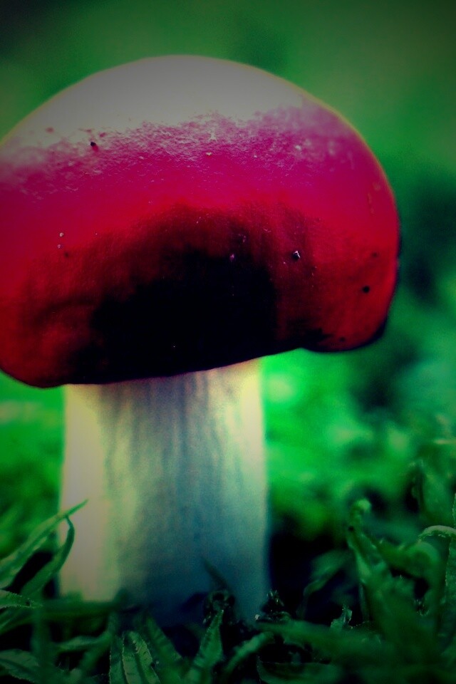 Грибок с красной шапкой обои