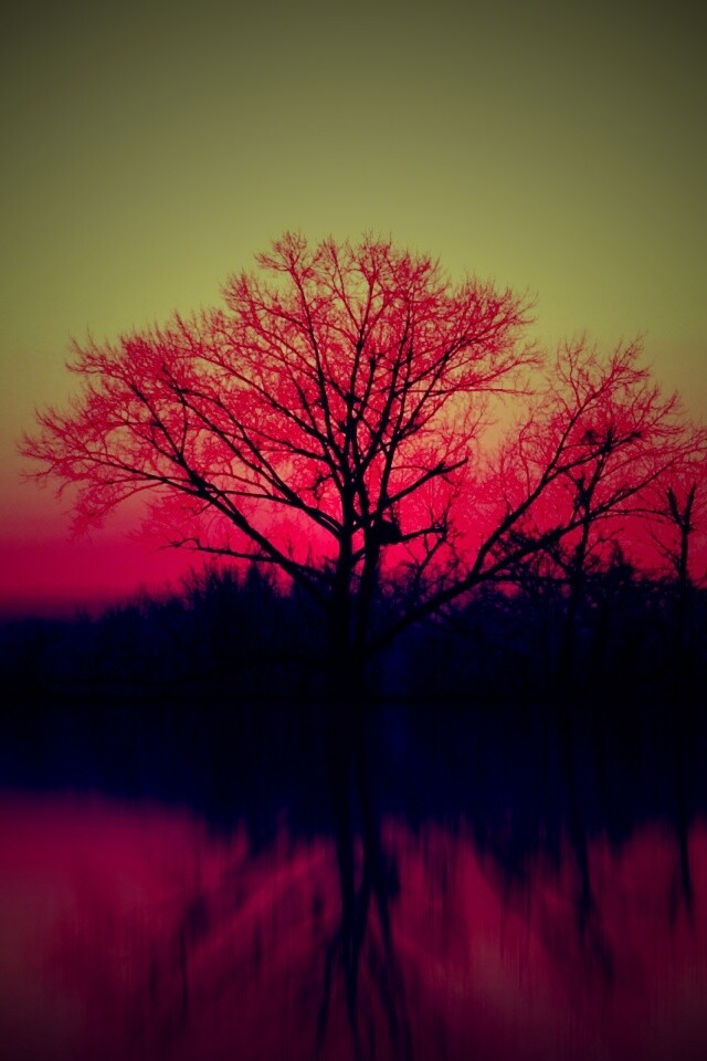 Деревья при закате обои