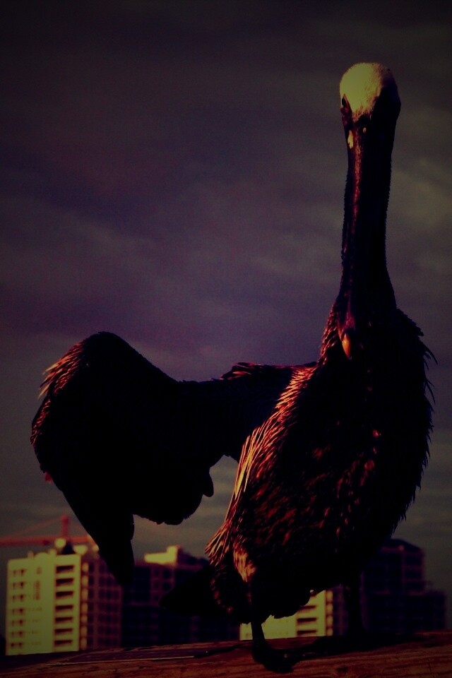 Привет, пеликан! обои