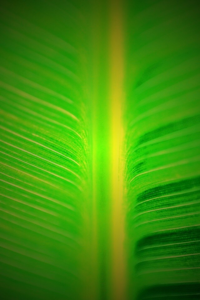 Макро фото листа обои