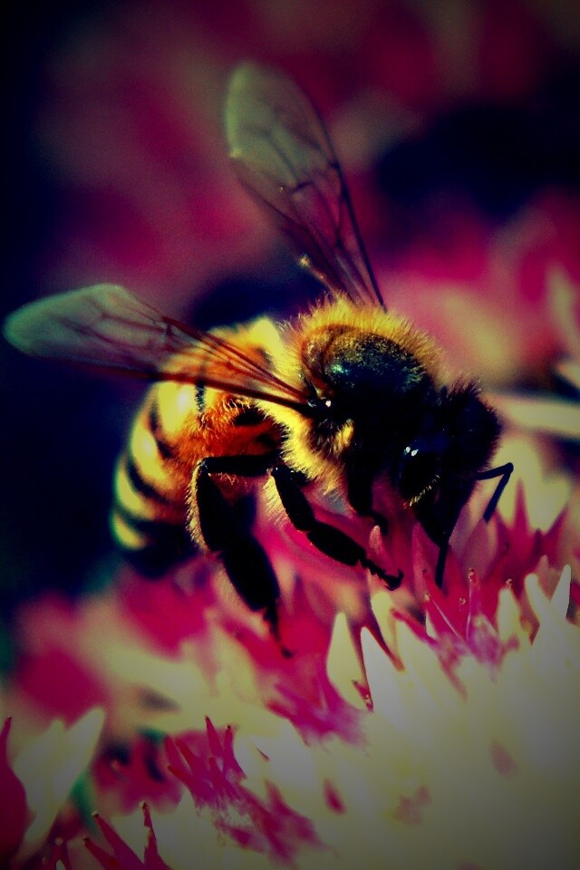 Пчела собирает пыльцу обои