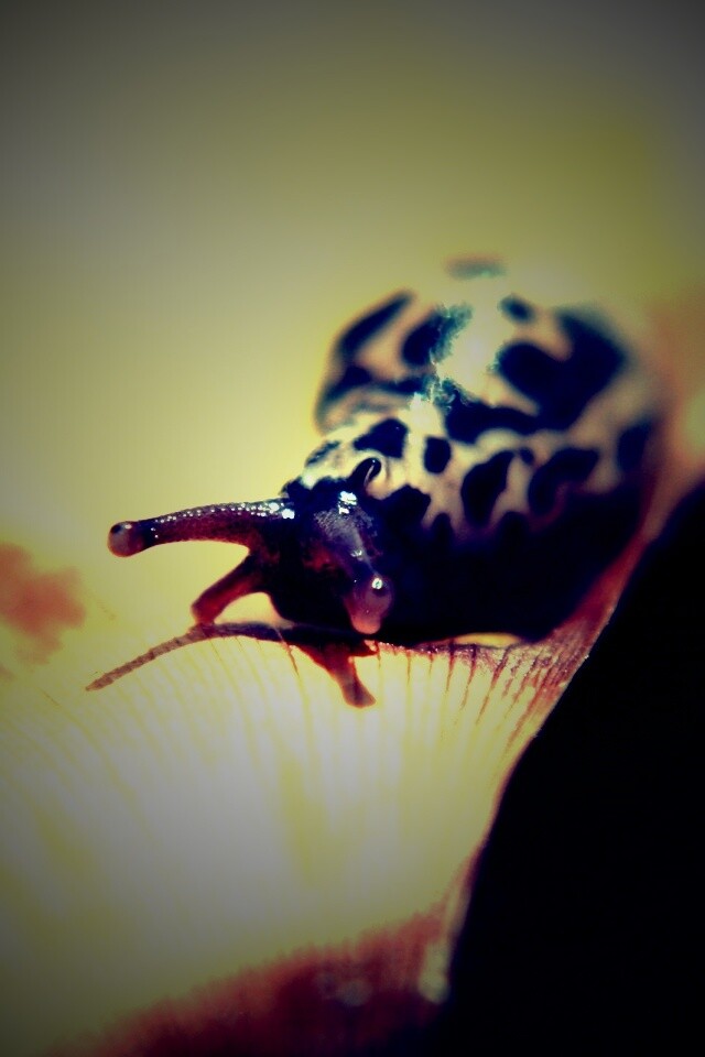 Ползущая улитка обои