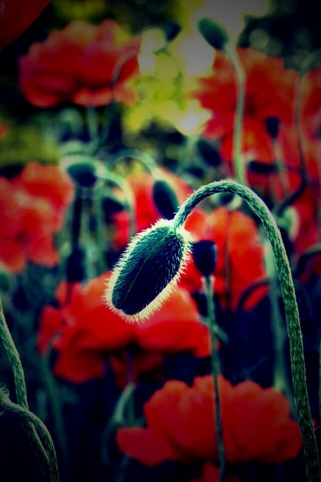 Бутон среди цветов обои