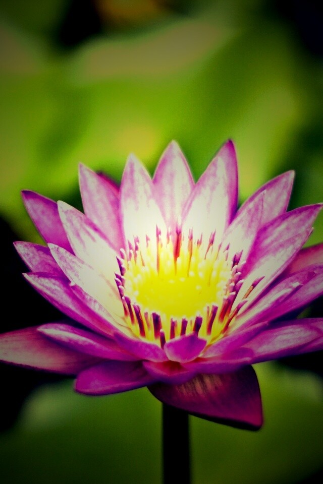 Фиолетовый цветок обои