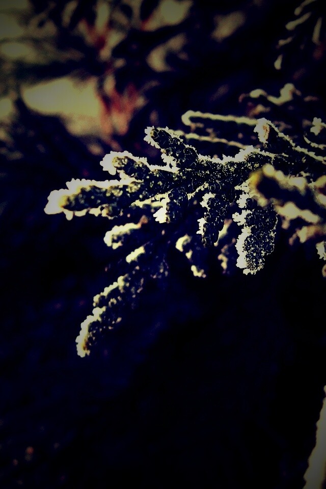 Еловая лапа обои