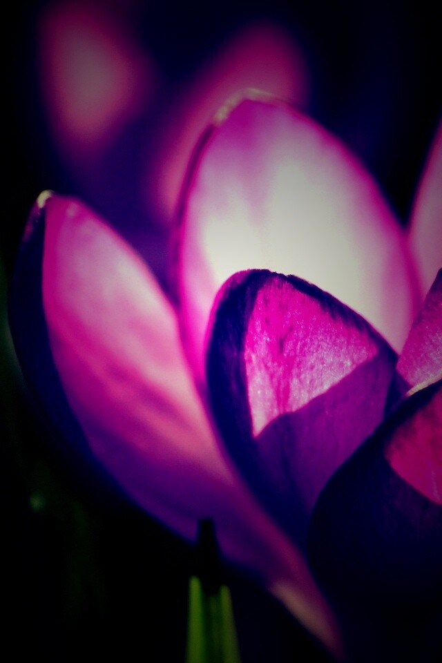 Фиолетовый крокус обои