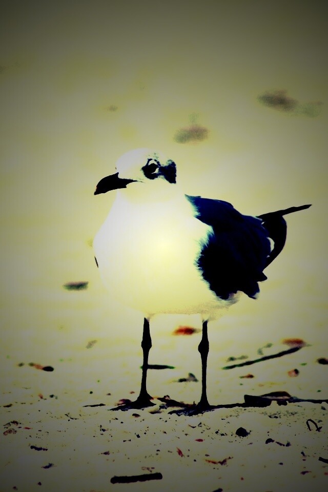 Важная чайка обои