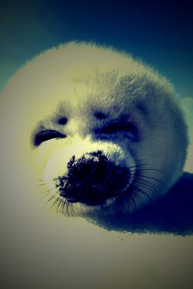 Тюлень-колобок обои