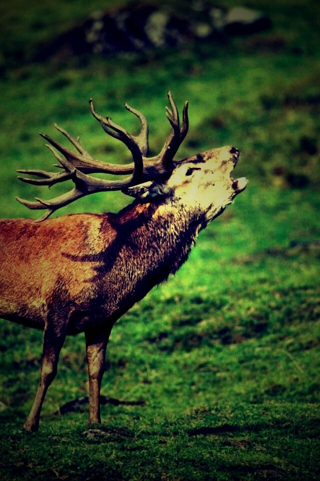 Лось зовёт сородичей обои