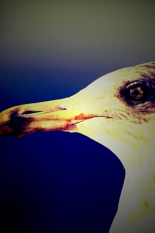 Птичка с длинным клювом обои