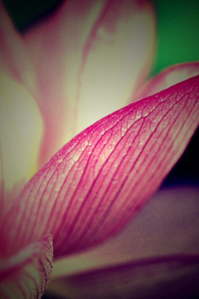 Лепестки цветов обои