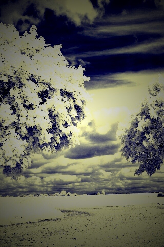 Деревья в цвету обои