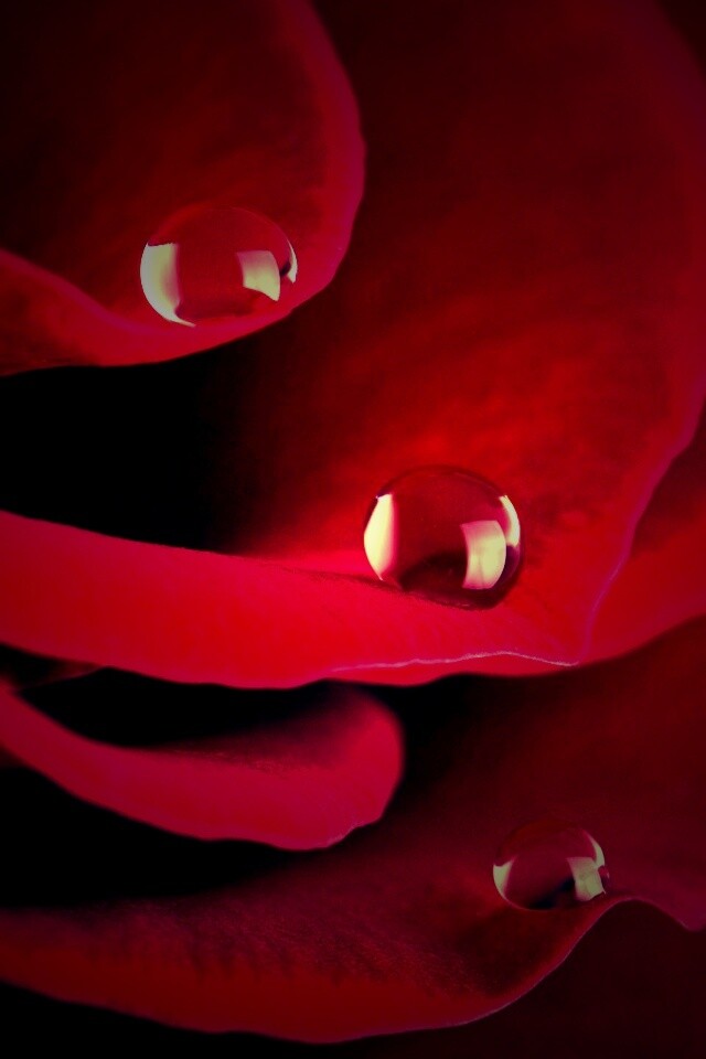 Капли росы на лепестках розы обои