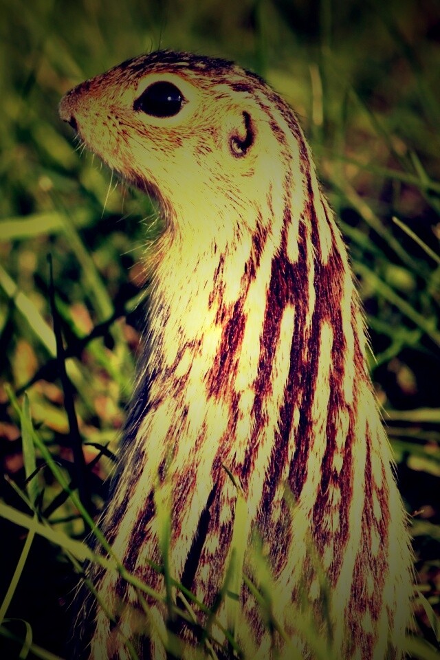 Сурок в стойке обои