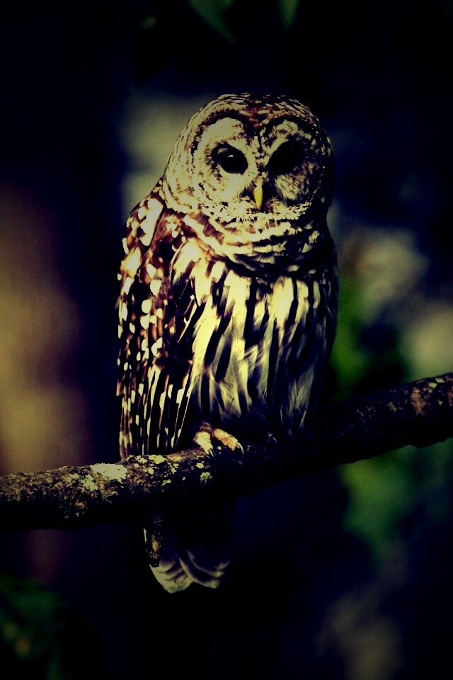 Сова на ветке обои