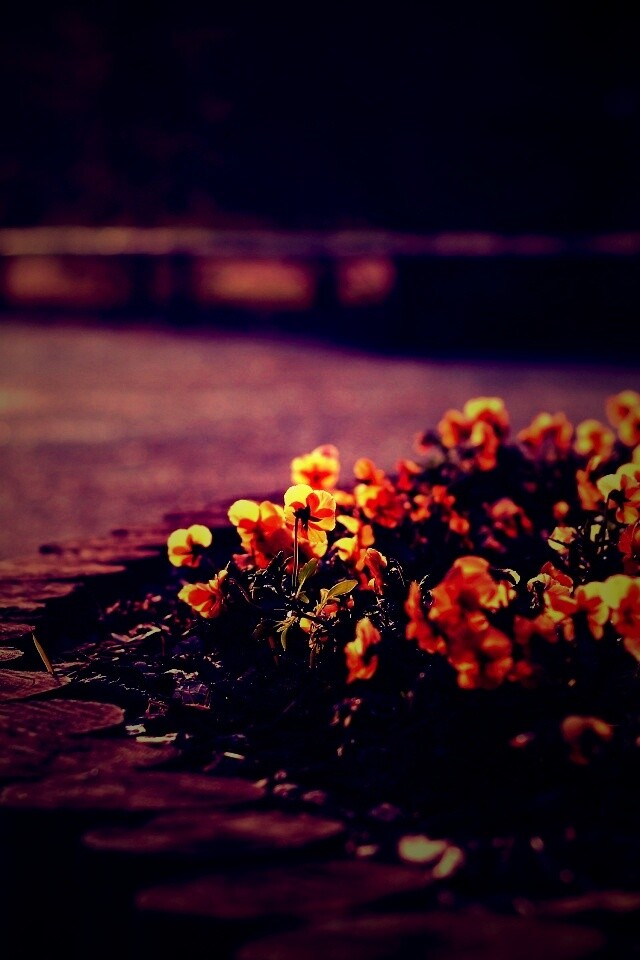 Красивая цветочная клумба обои