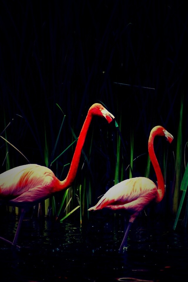 Красивые розовые фламинго на озере обои