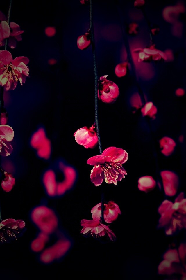 Веточки цветущего дерева обои