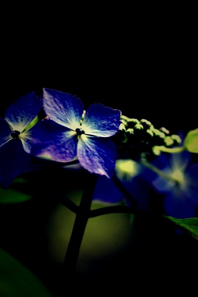 Нежно-синие цветы обои