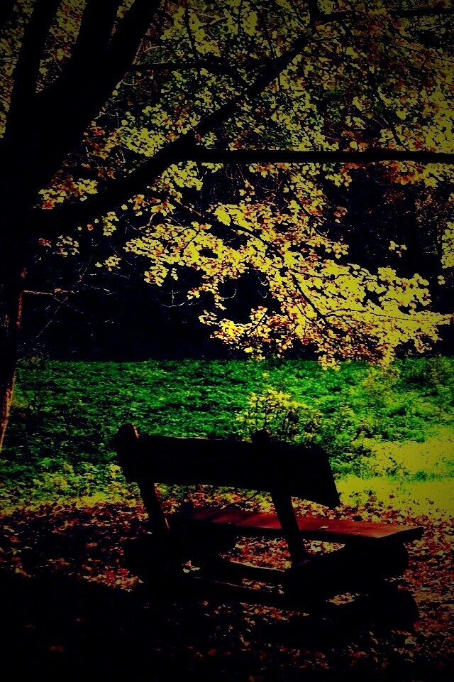 Скамейка под деревом обои