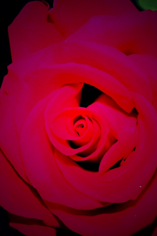 Бутон розы обои