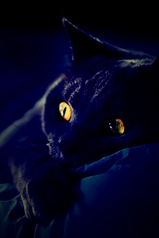 Персидский кот на кровати обои