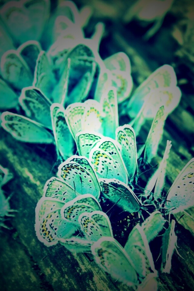 Голубые бабочки обои