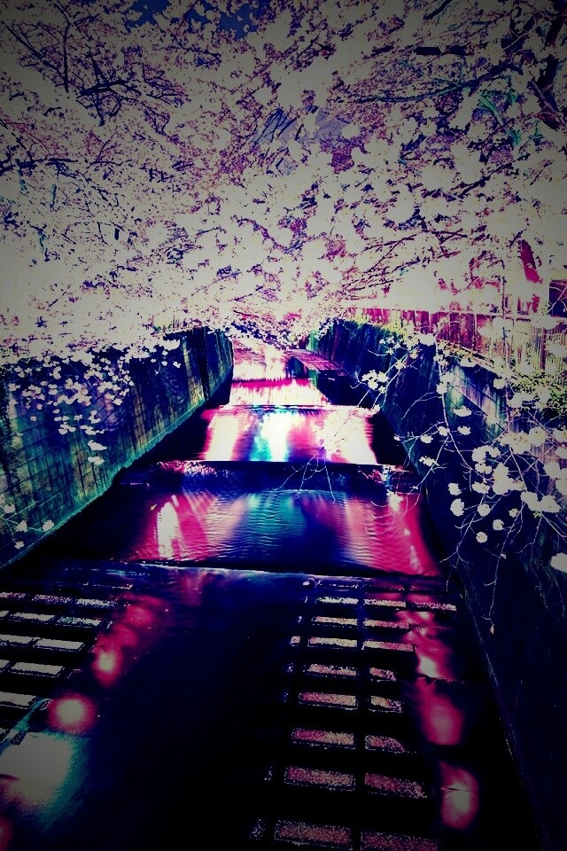 Река и цветение сакуры обои