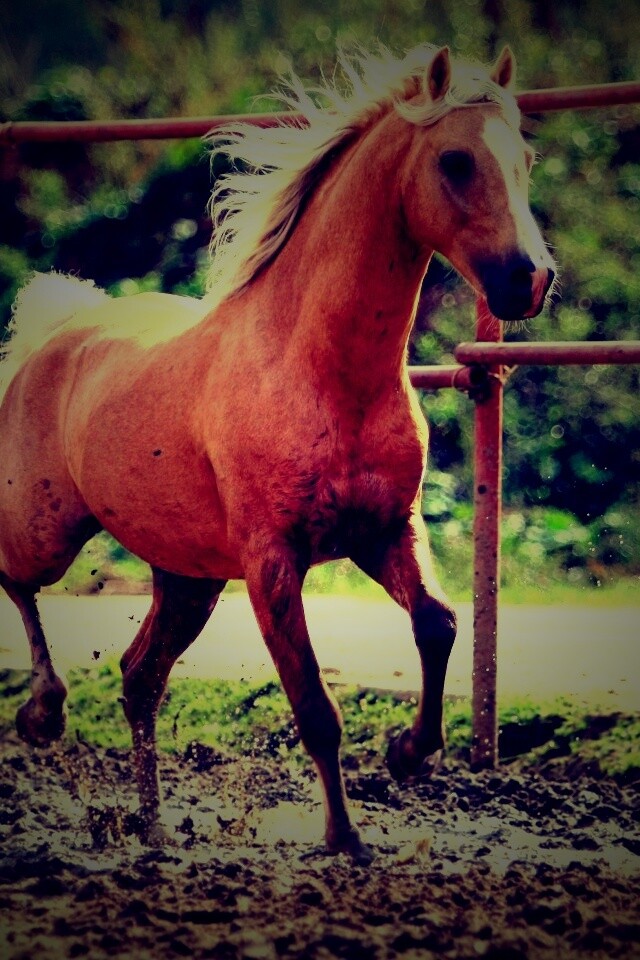 Молодая лошадь в загоне обои