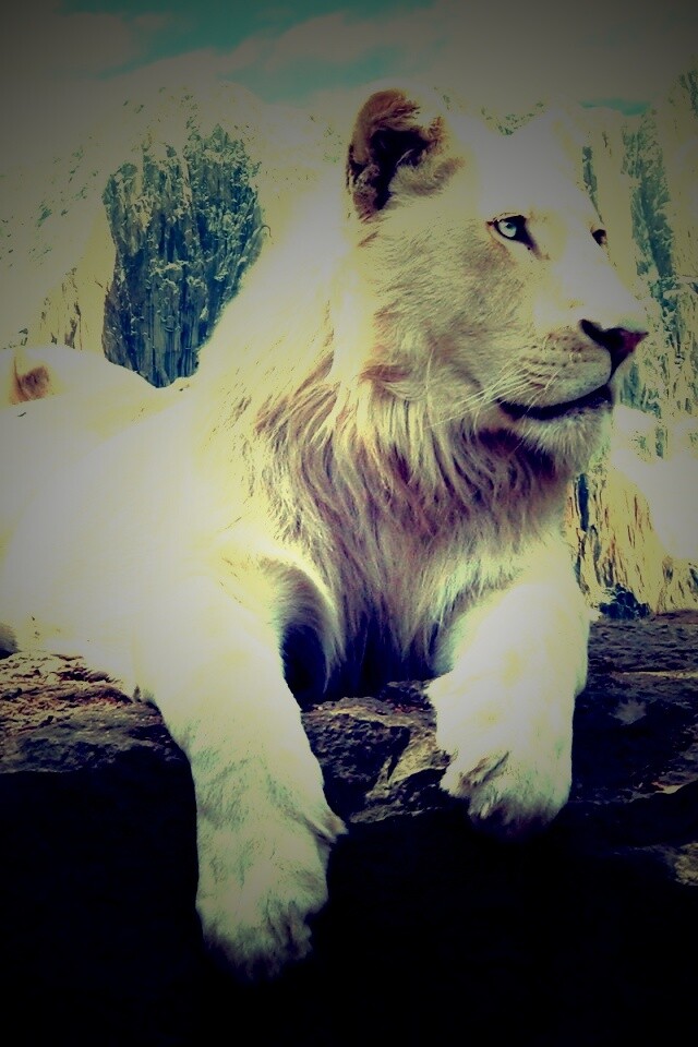 Белый лев обои