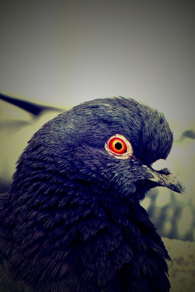 Смотрит в самую душу обои