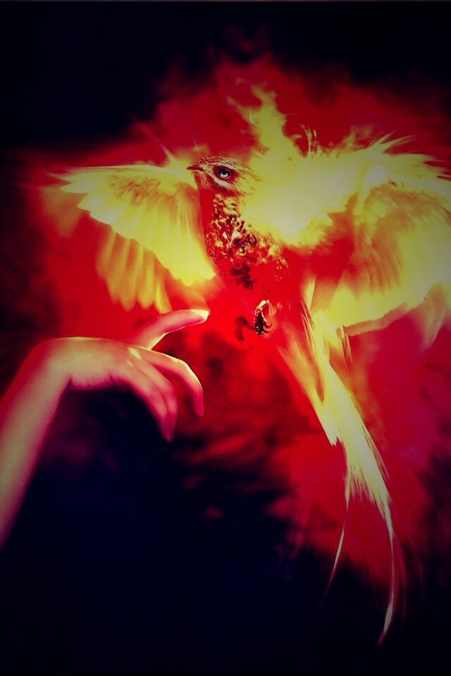 Феникс обои