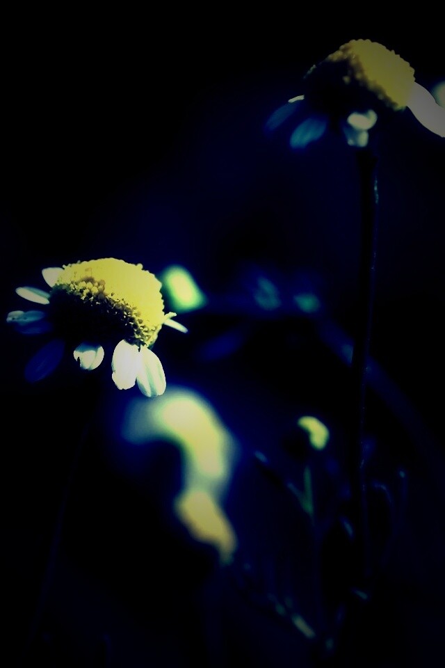 Стремный лепестун обои