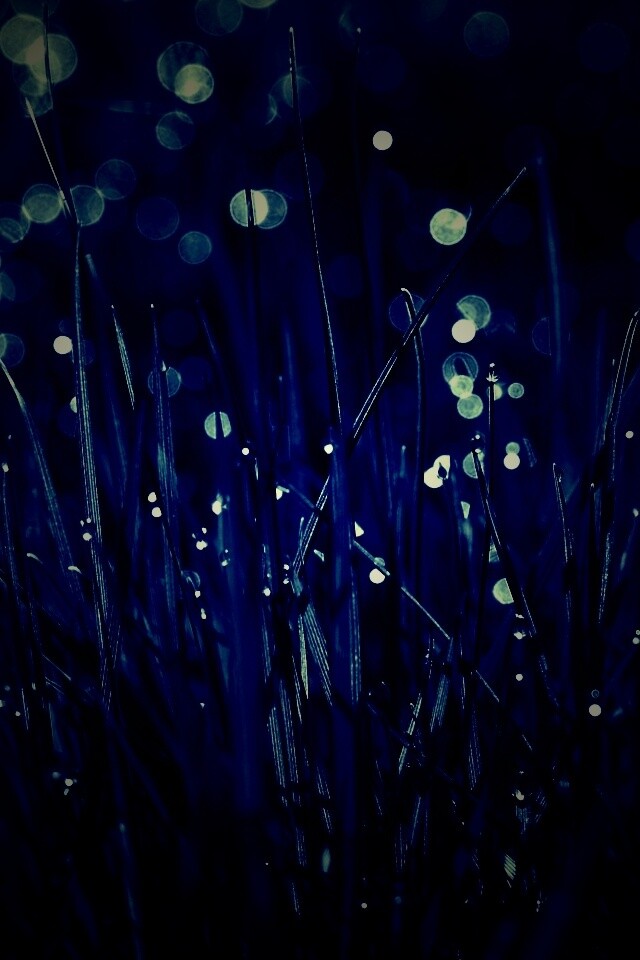 Трава ночью обои