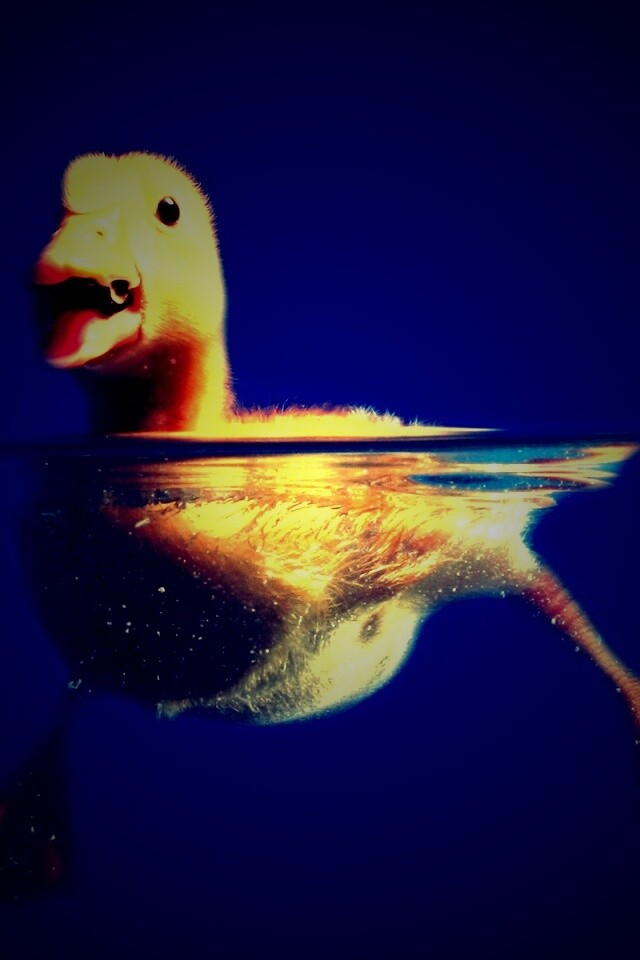 Утёнок в воде обои