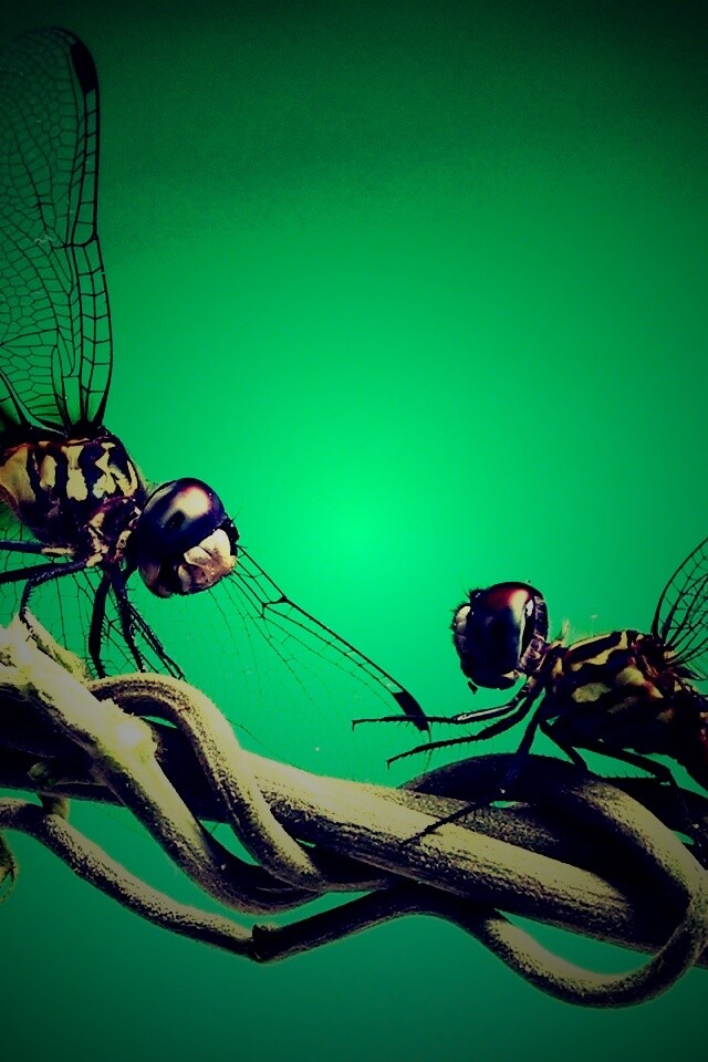 Две стрекозы обои