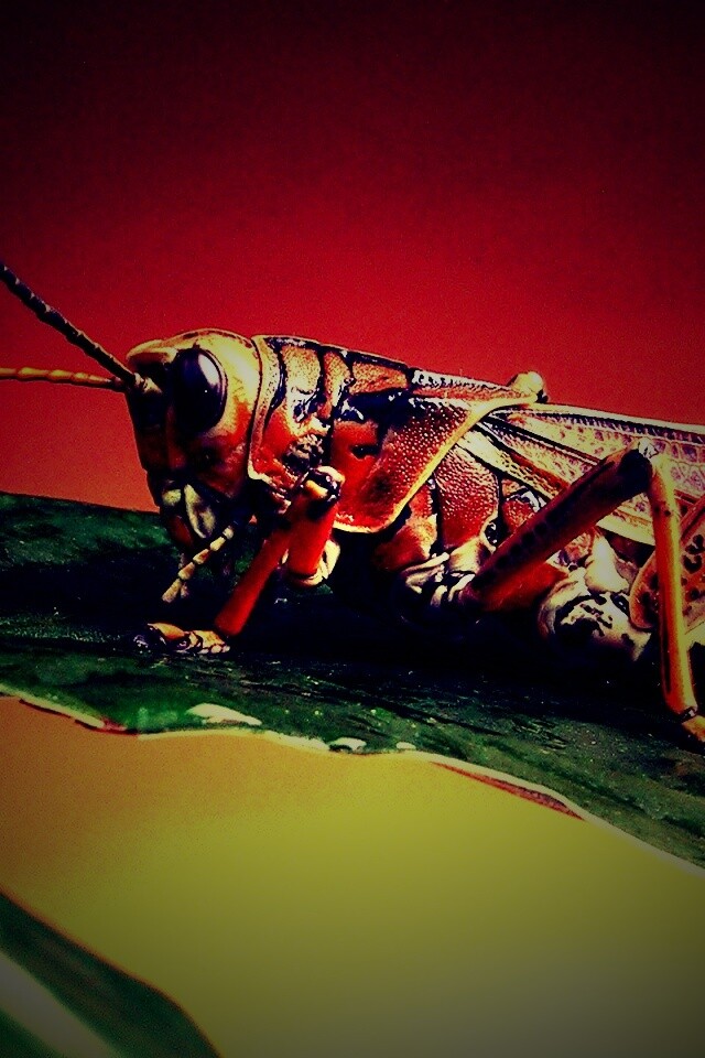 Сверчек на листе обои