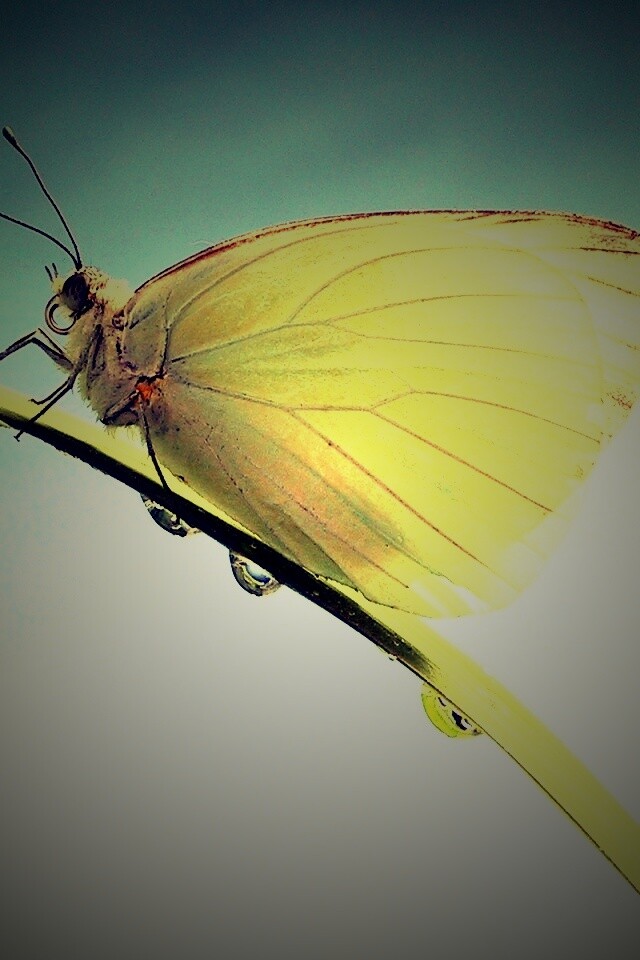 Жёлтая бабочка на стебельке обои